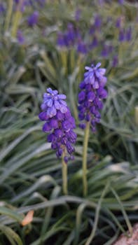 Close-up of vibrant purple grape hyacinths blooming outdoors in spring.