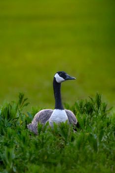 A Canadian goose sits gracefully amidst vibrant green foliage in a serene outdoor setting.