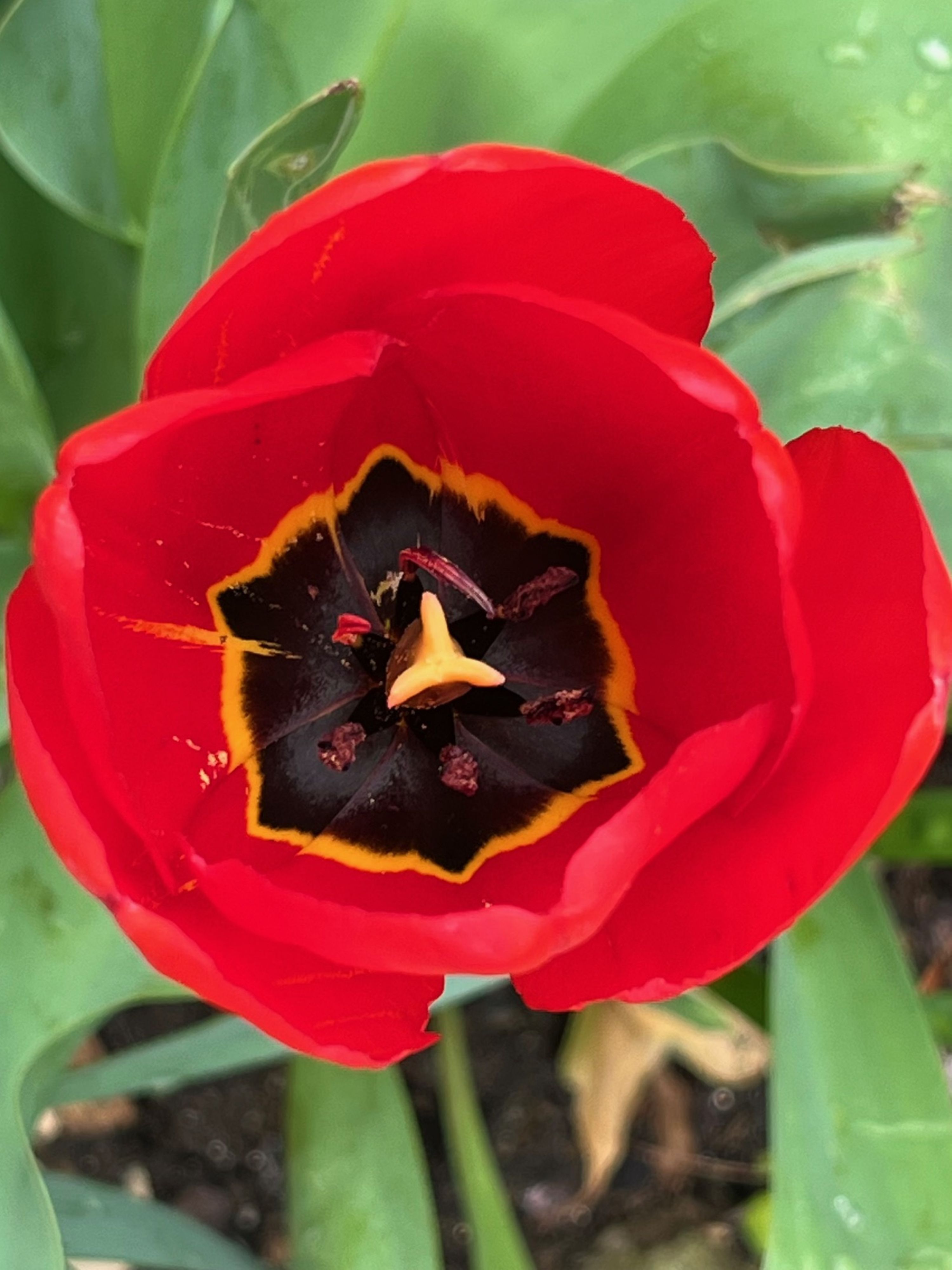 Wie man heimische Blumen erkennt und beim Spaziergang den Hintergrund ruhig hält — warum der Hintergrund so viel Gewicht hat