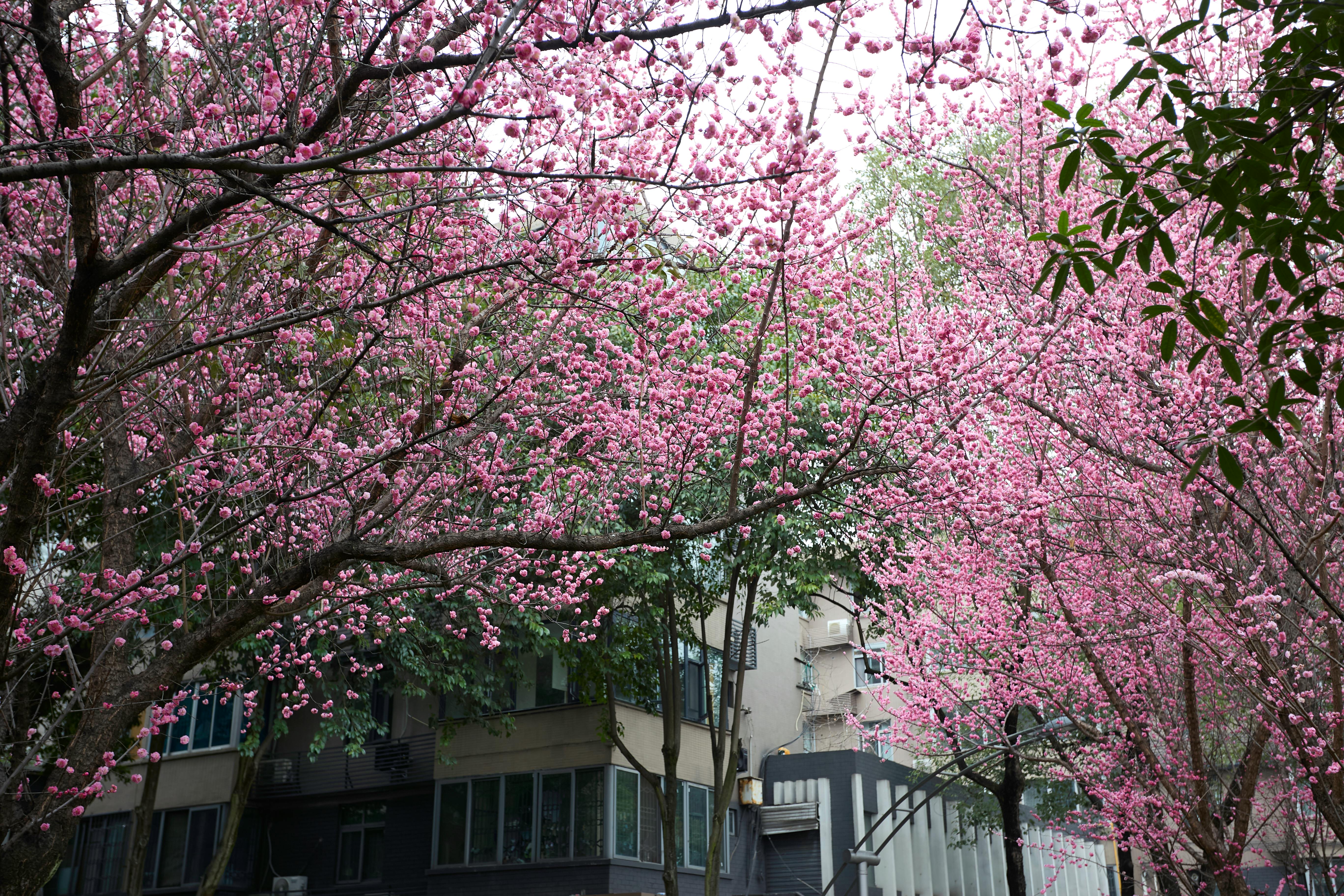 Beautiful cherry blossoms blooming around tall buildings in spring.