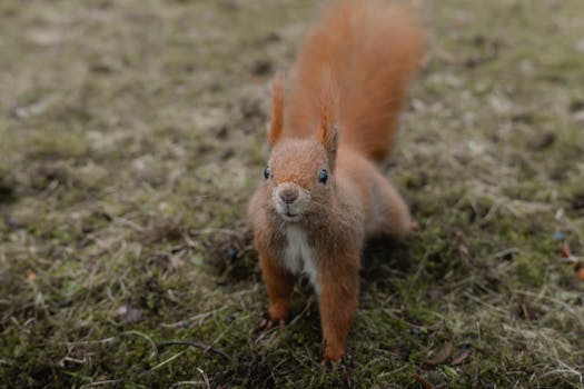 Adorable red squirrel standing on a mossy forest floor, embodying wildlife curiosity.