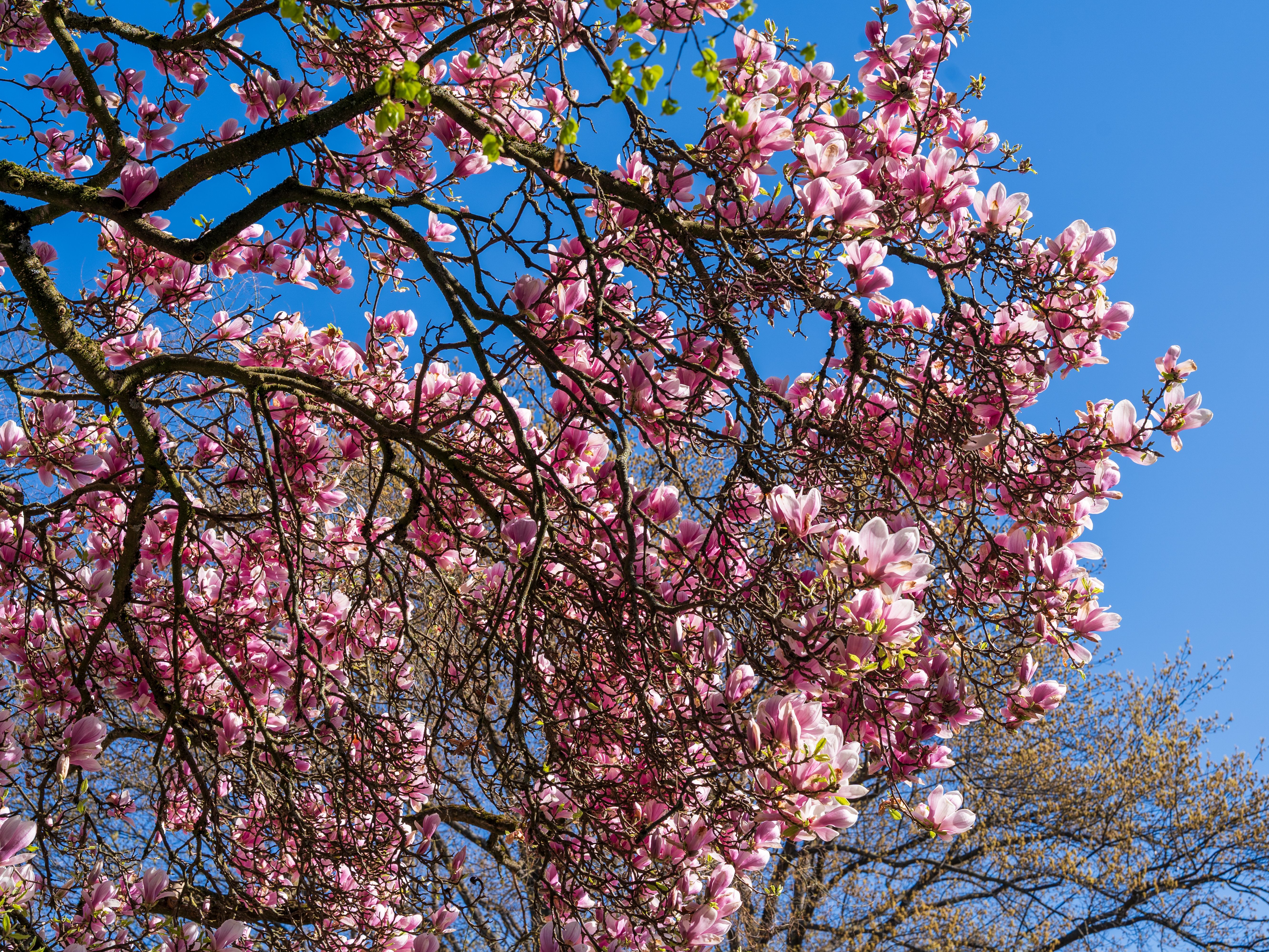 Beautiful Magnolia Blossoms on a Branch in Spring · Free Stock Photo