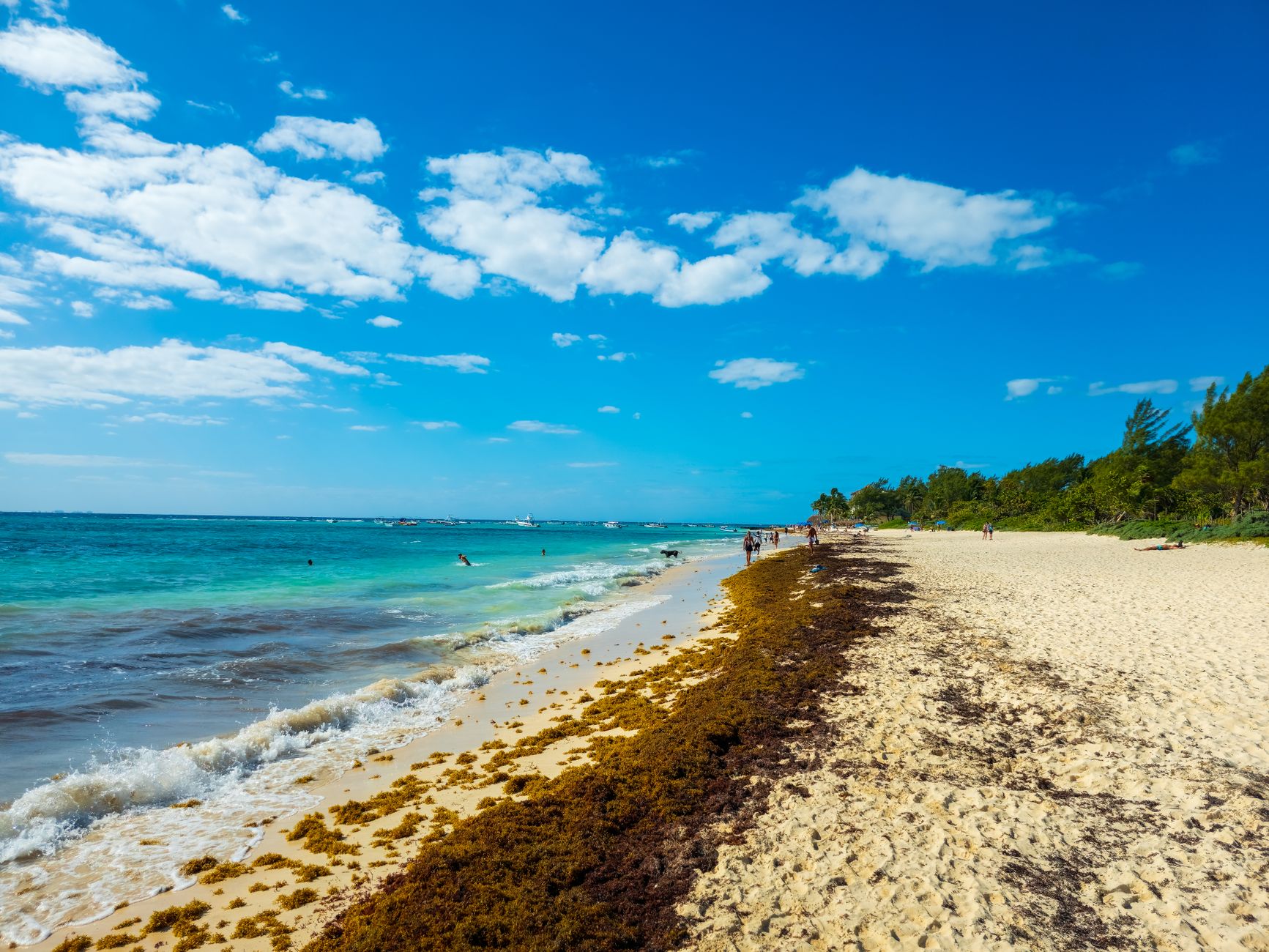 Explore the tranquil Mexican beach with lush greenery and vibrant ocean under a clear blue sky.