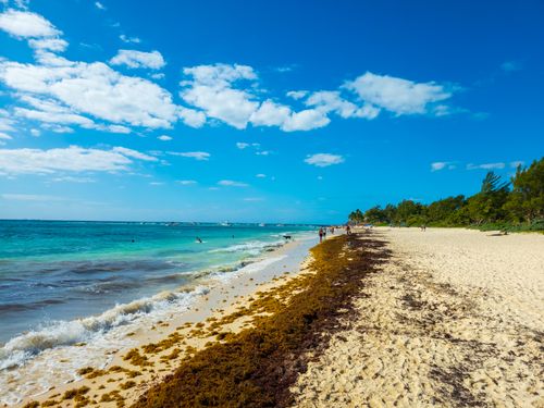Free Explore the tranquil Mexican beach with lush greenery and vibrant ocean under a clear blue sky. Stock Photo