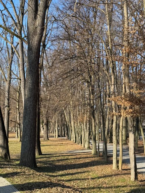 Free Enjoy a tranquil winter stroll amidst towering bare trees in Požega, Croatia. Stock Photo