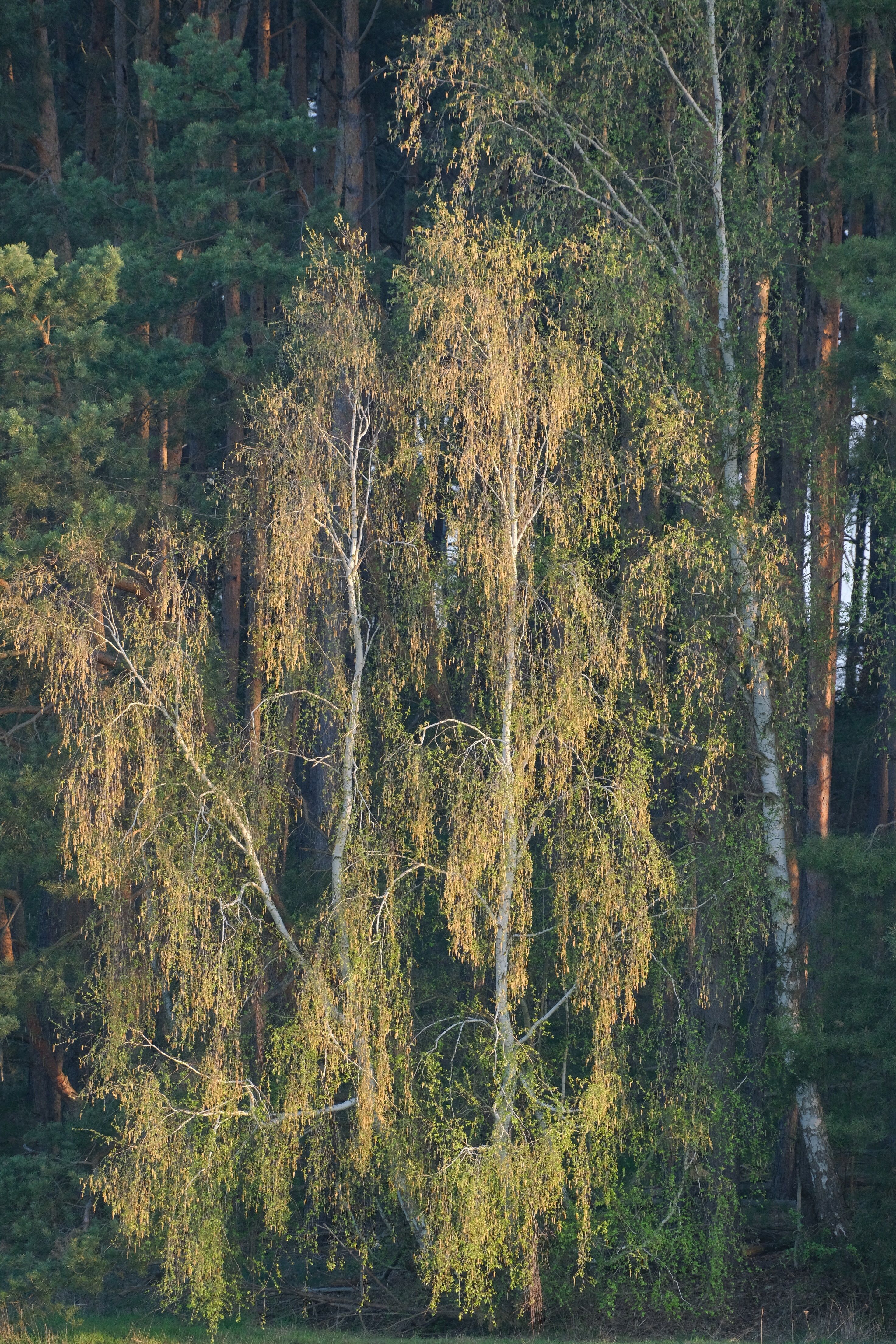 Sunlit birch trees against a dark forest backdrop offer a serene nature view.