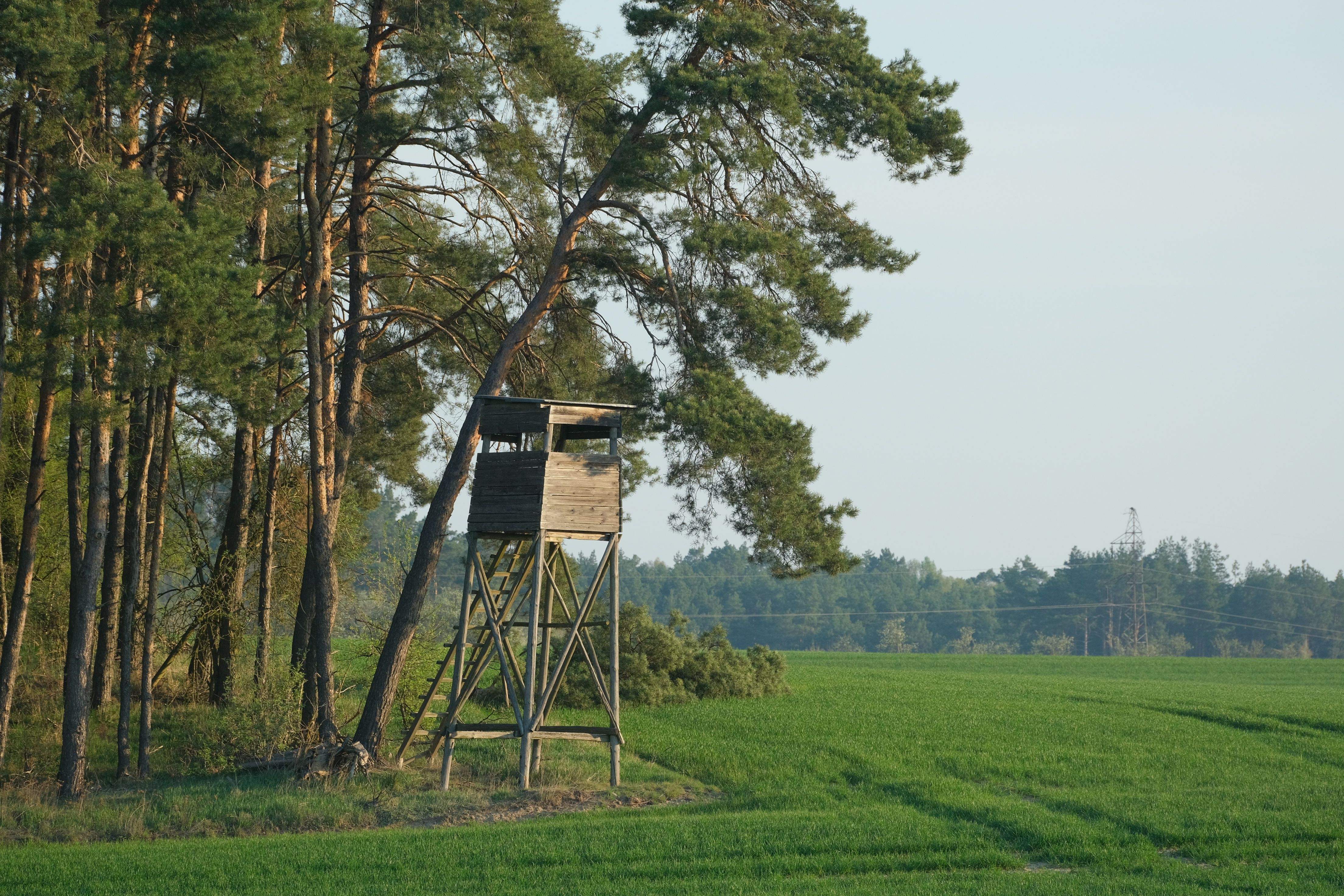 A rustic deer stand beside pine trees overlooking an expansive green field.