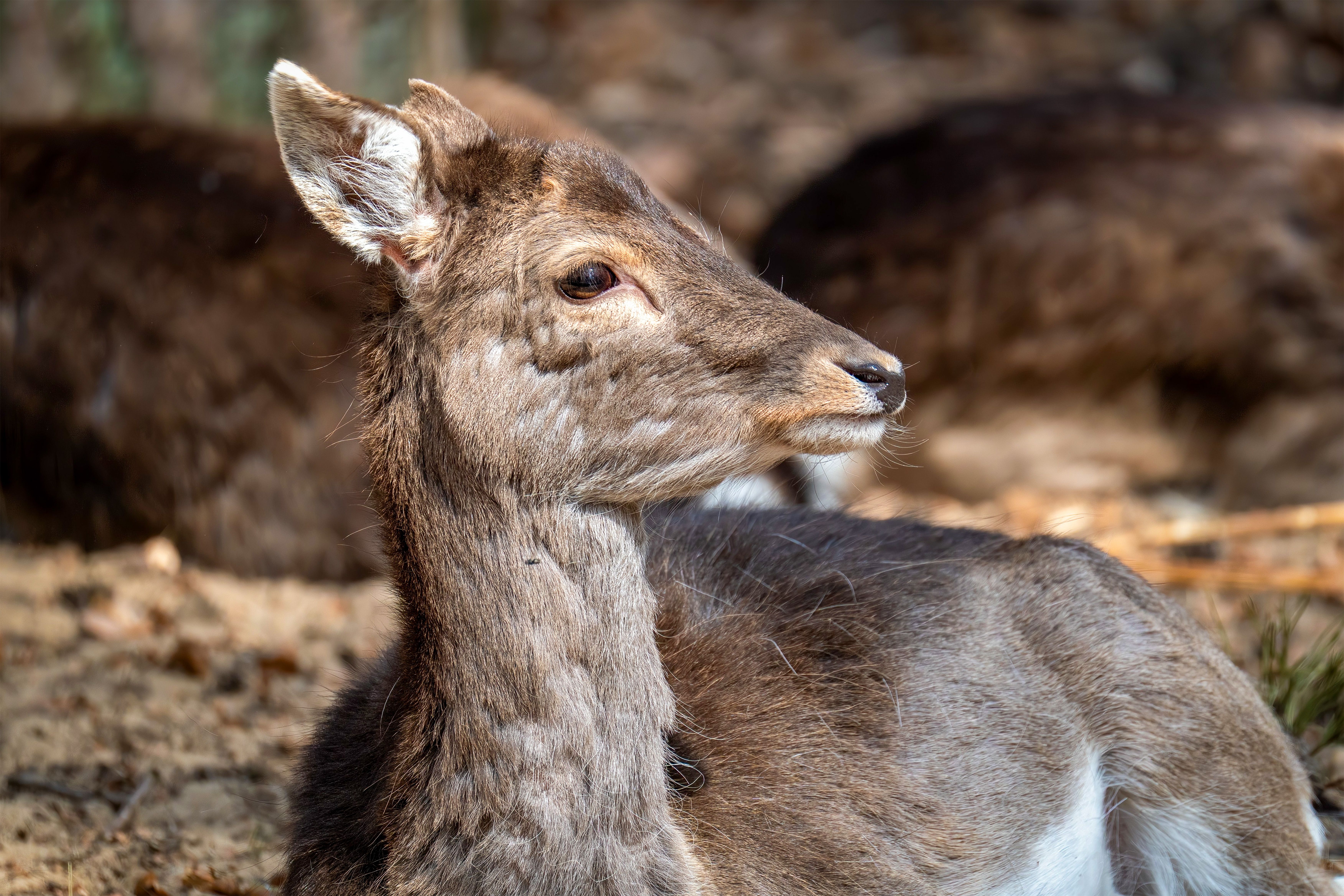 Close-Up of Fallow Deer in Natural Habitat · Free Stock Photo