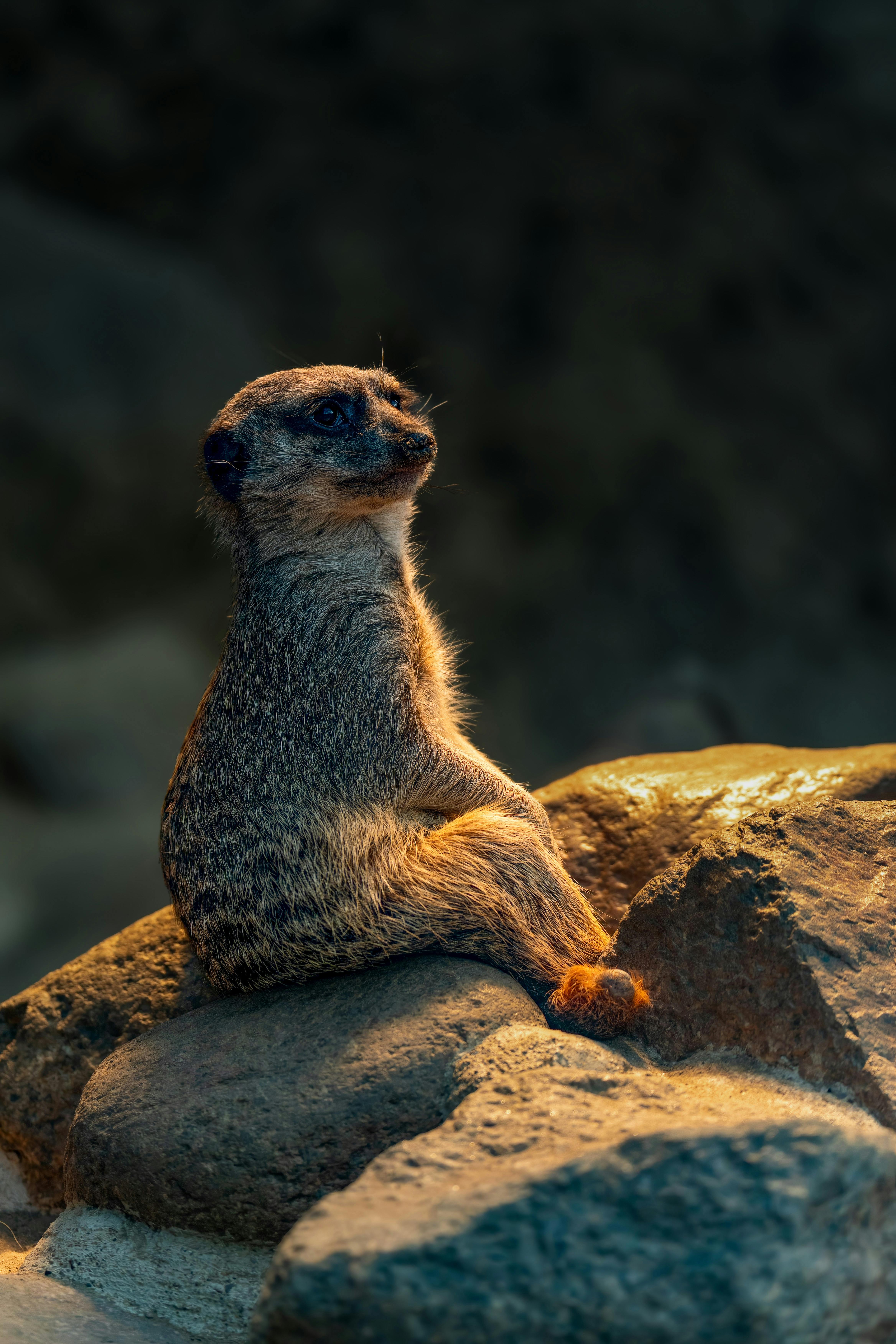 A curious meerkat sunbathing on rocks, showcasing its alert posture in the wilderness.