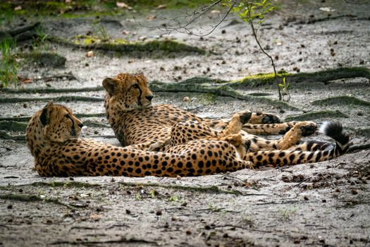 Two cheetahs lying down, showcasing their unique spotted fur in a natural setting.