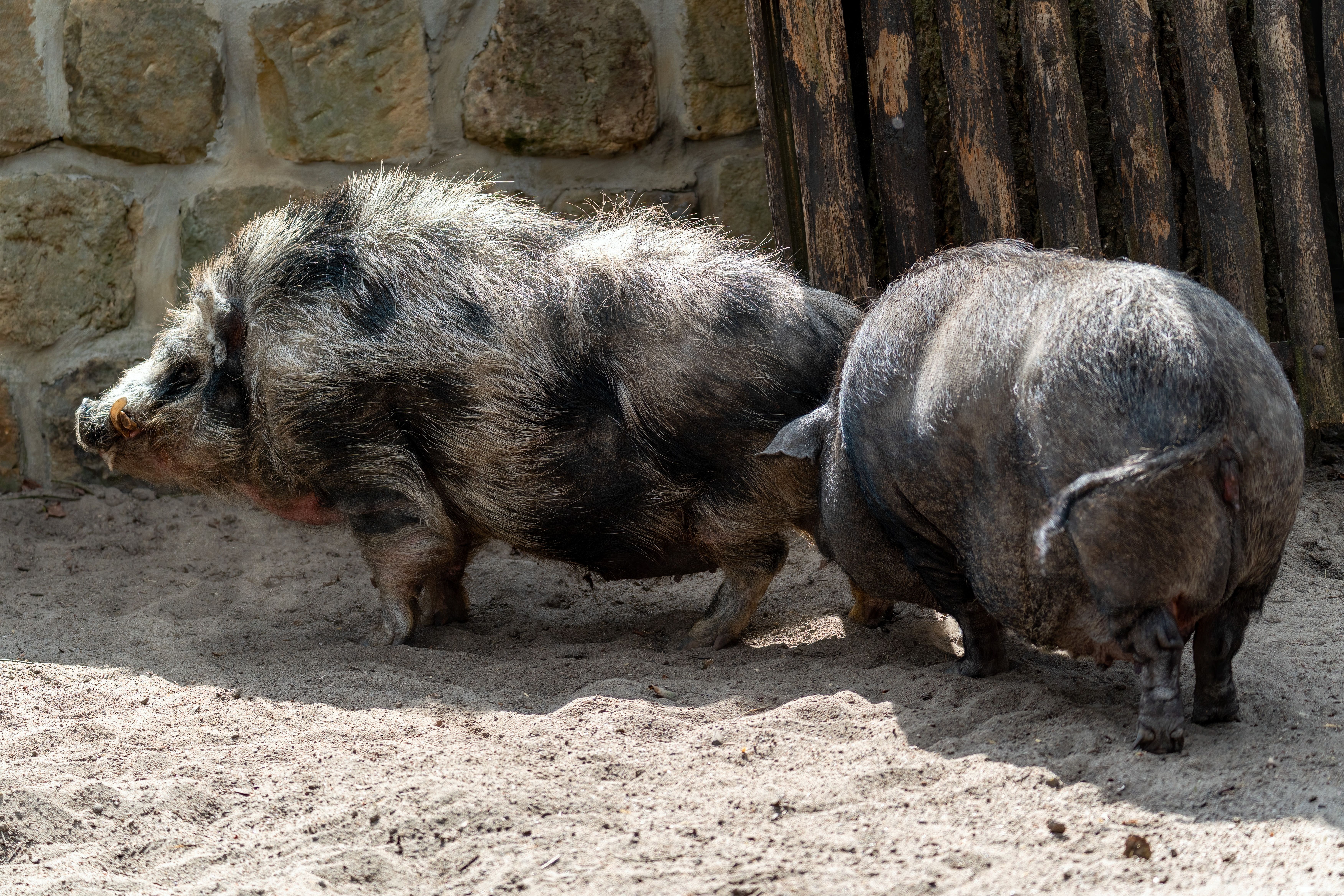 Two domestic pigs lazing outdoors on a sunny day, emphasizing their thick bristles and peaceful demeanor.