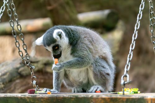 Free A ring-tailed lemur munches on a carrot, showcasing its exotic wildlife charm in a zoo environment. Stock Photo