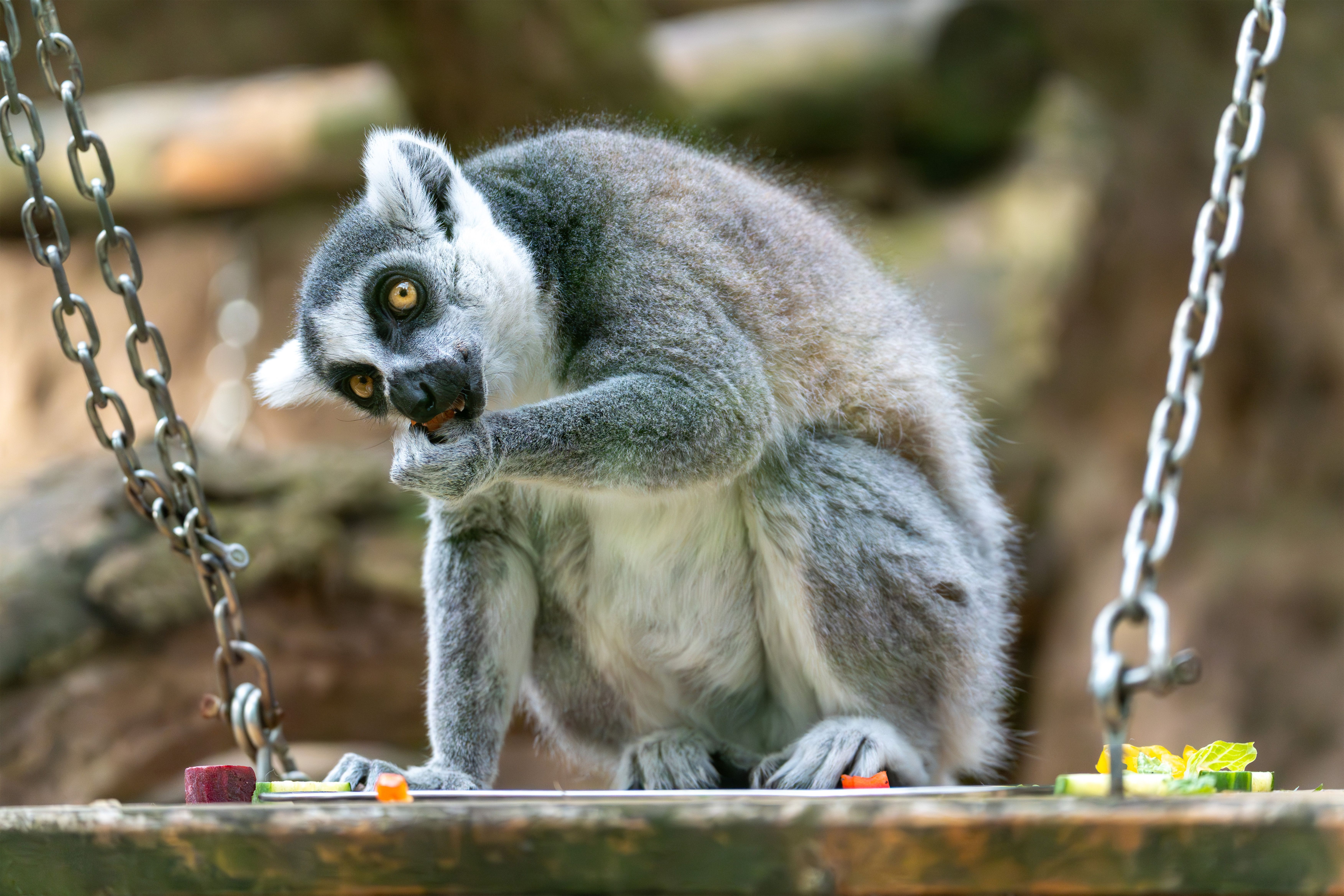 Lemur Encounter