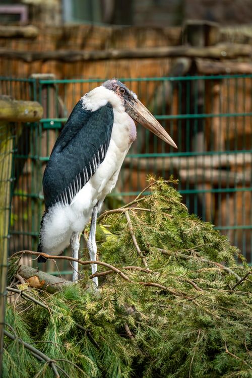 Free A Marabou stork perched indoors in a nature-inspired enclosure. Stock Photo