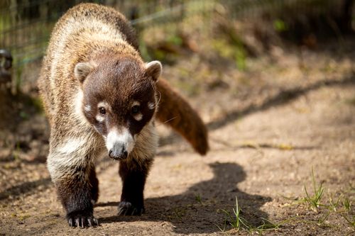 Free A curious coati explores its natural habitat on a sunny day. Stock Photo