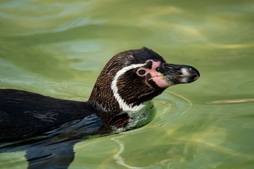 Free Detailed shot of a Humboldt penguin swimming in clear water. Perfect for wildlife and nature themes. Stock Photo