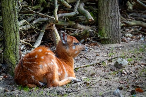 Free A young deer fawn rests peacefully in the forest, surrounded by nature. Stock Photo