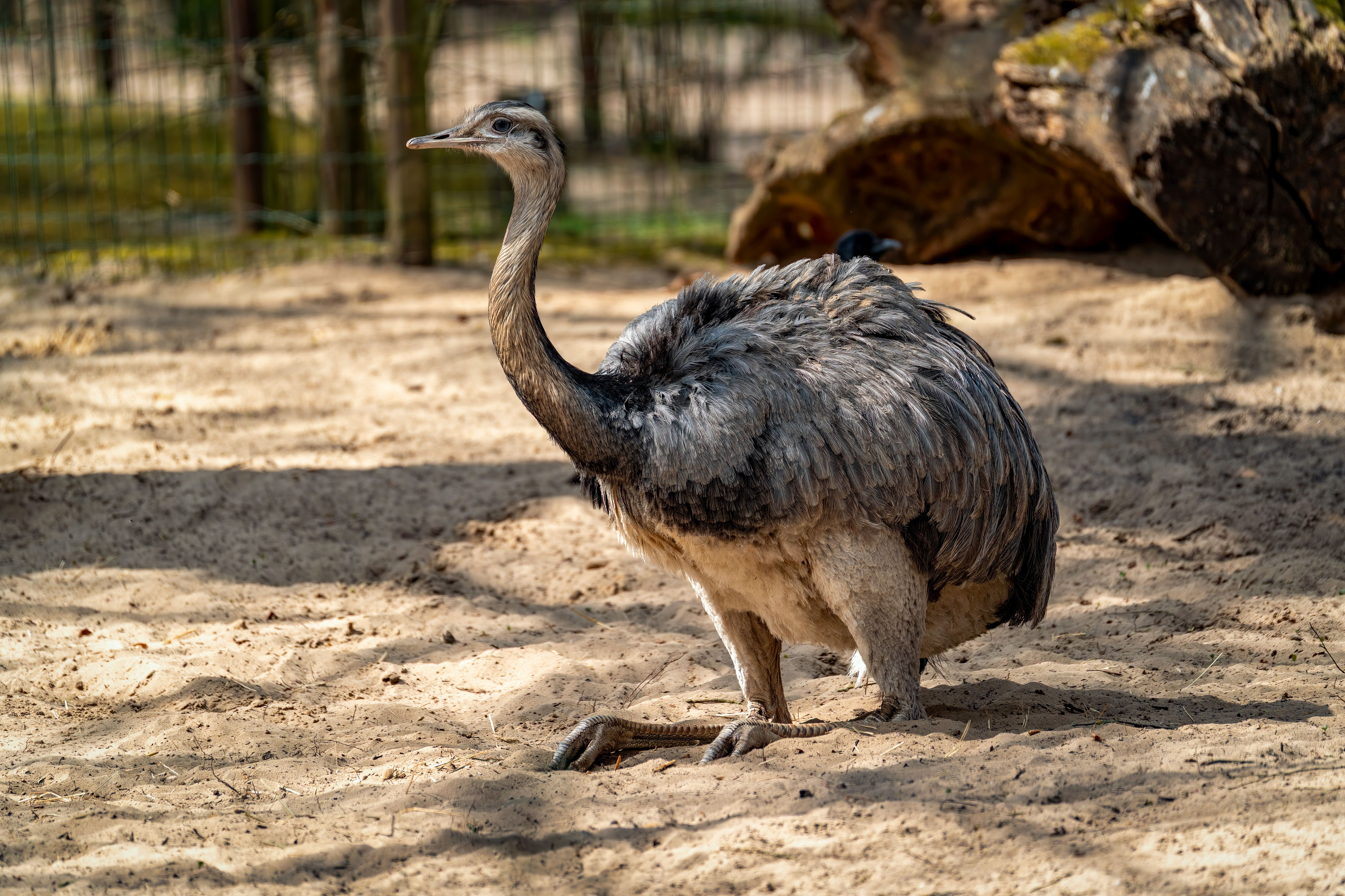 gratis Een eenzame nandoe-vogel die zich koestert in de zon op een zanderige ondergrond in een natuurlijke omgeving. Stockfoto