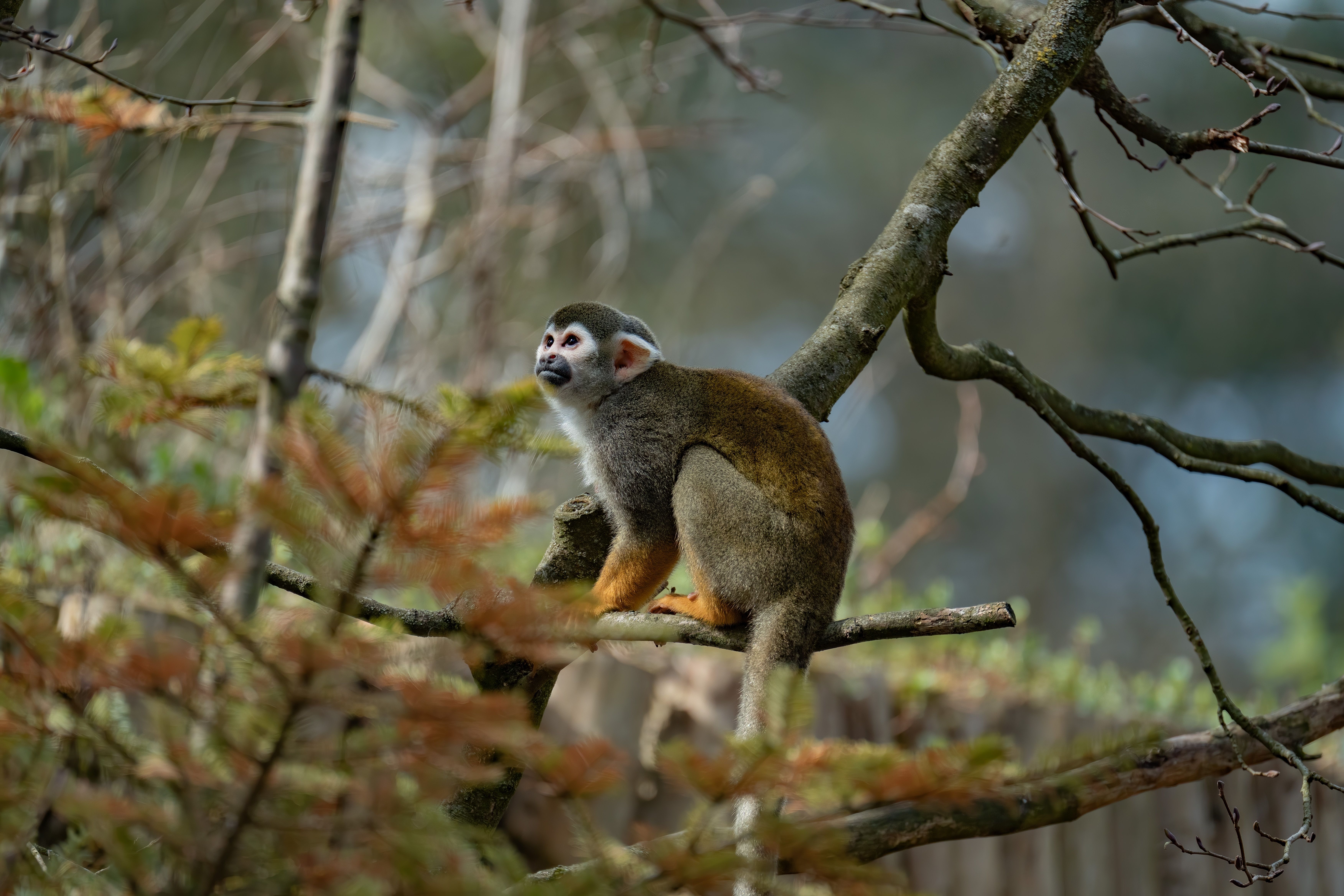 Immersive Rainforest Adventure Show Tour