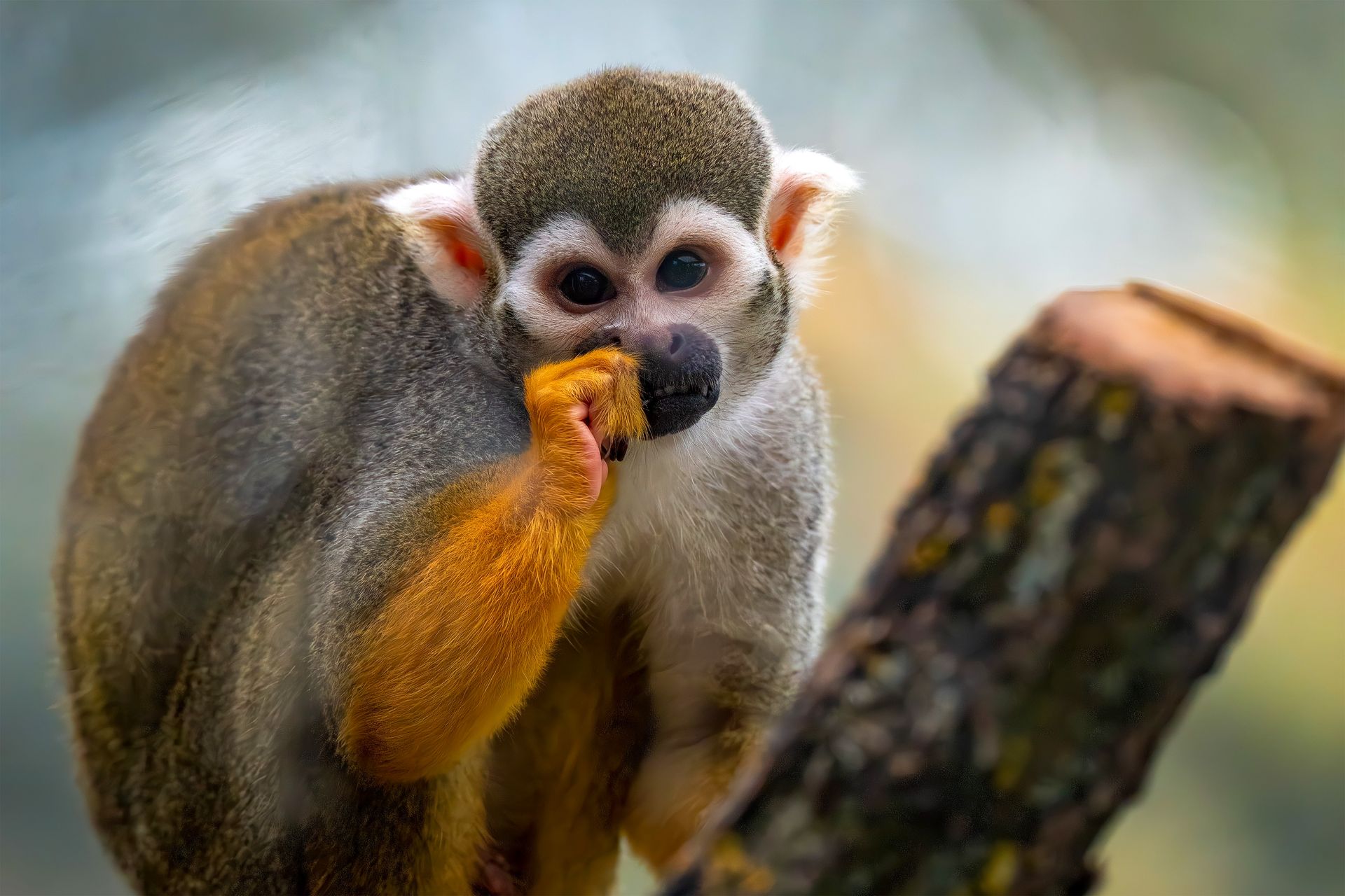 Close-up of a squirrel monkey in a tropical setting, displaying its vibrant colors and inquisitive nature.