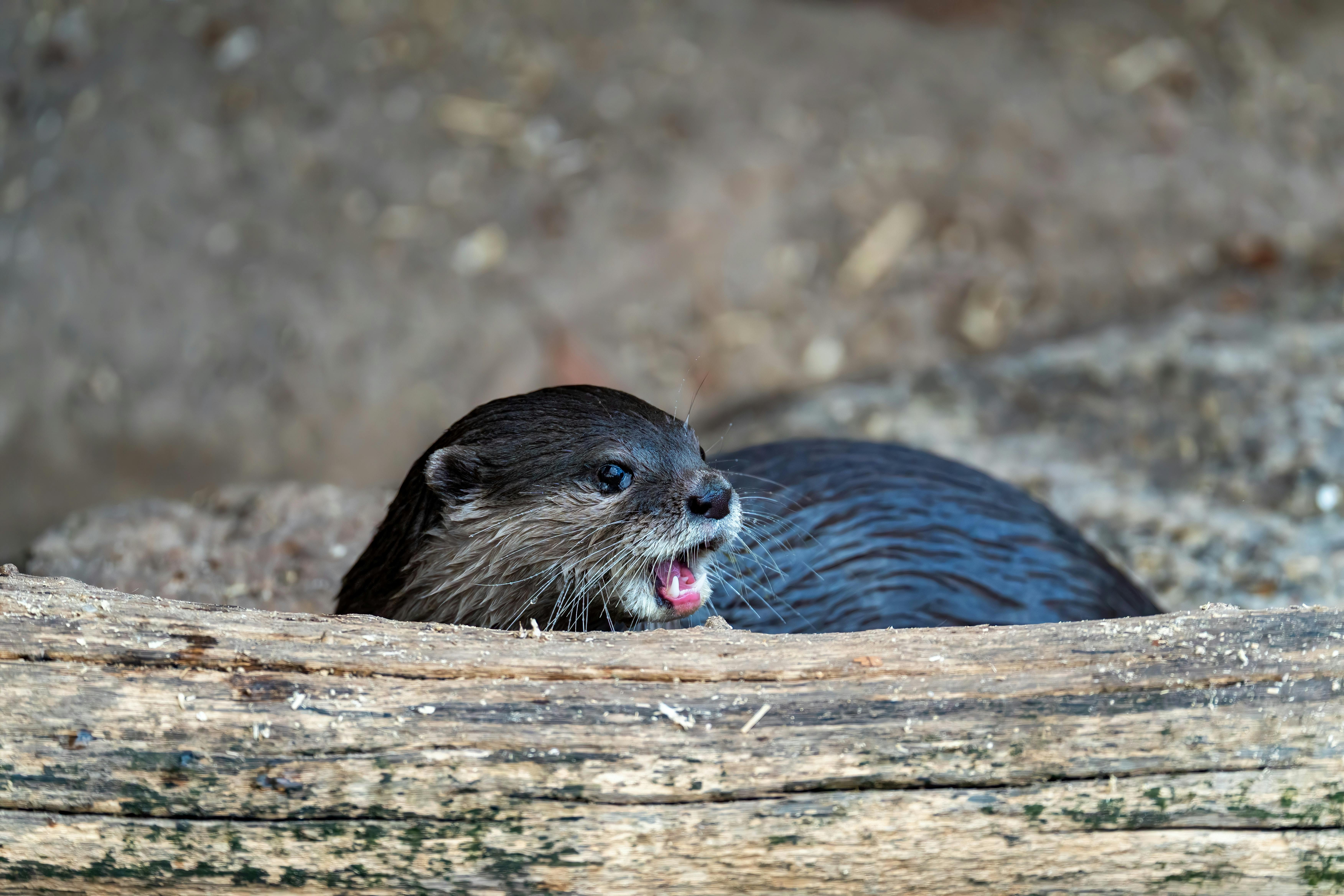 Otter.ai Free Plan 2026: Limits, Features & Best Use Cases