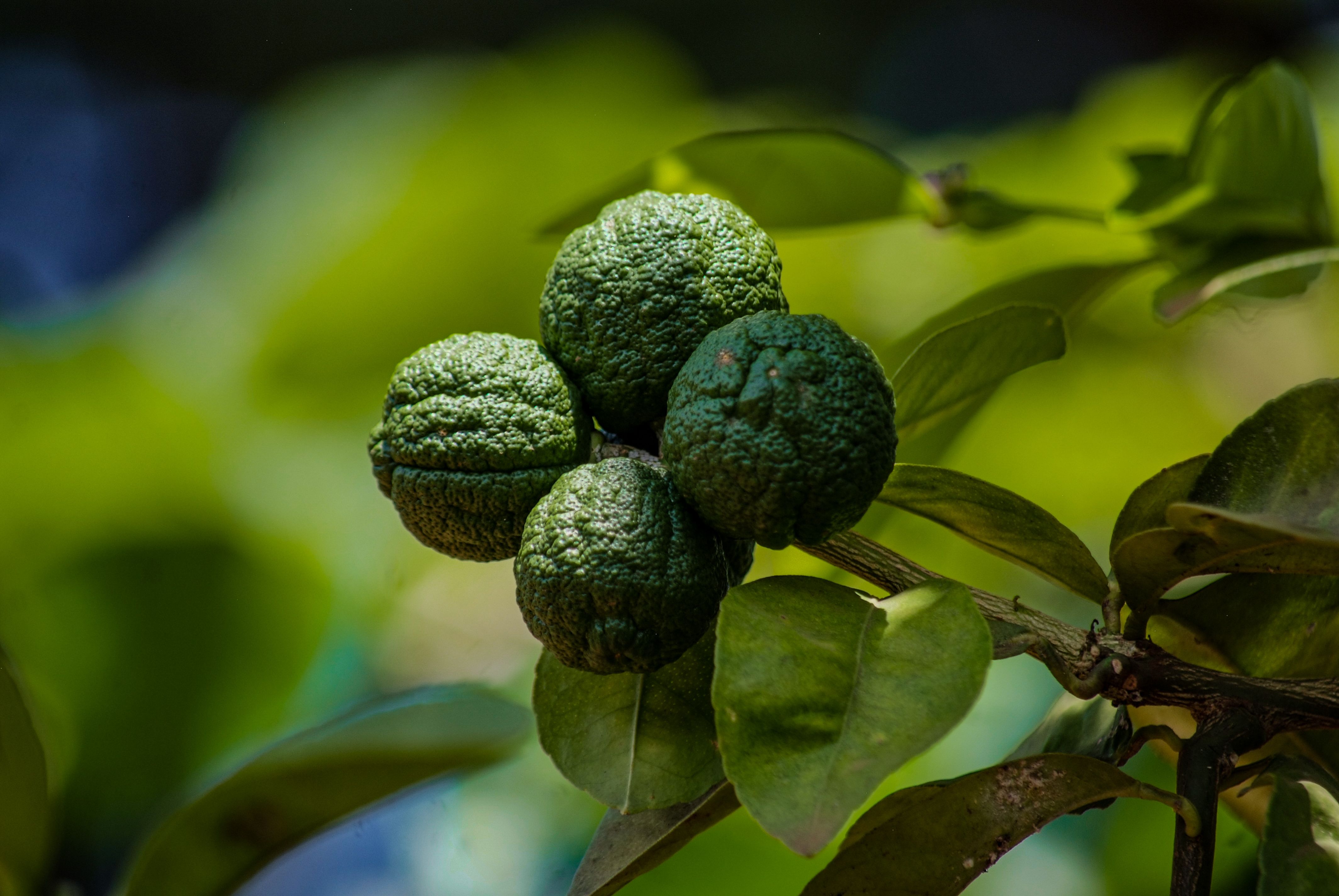 Бергамот: що це, користь і застосування у 2026 — bergamot fruit citrus tree leaves