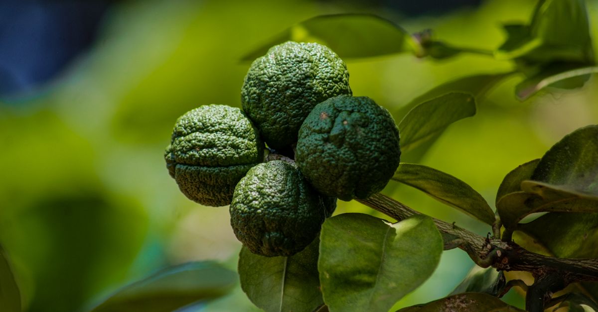 Close-up shot of kaffir limes hanging on tree branches in Kampala, Uganda under bright daylight. - Evidence evidence guide for citrus bergamot lipid meta-analysis