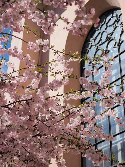 Free Beautiful cherry blossoms against a Stockholm historic building facade. Stock Photo