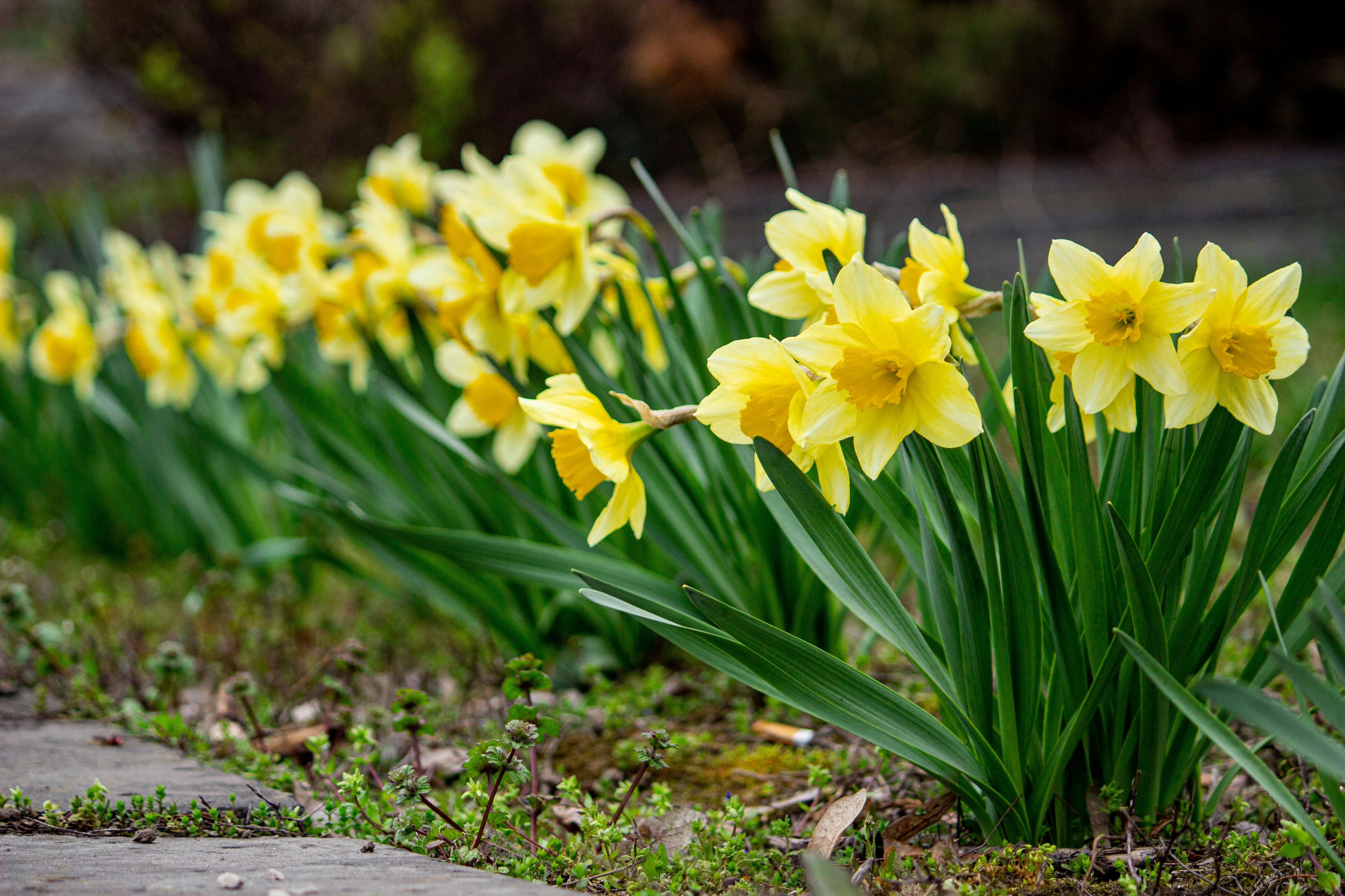 planting forced bulbs outdoors UK garden autumn