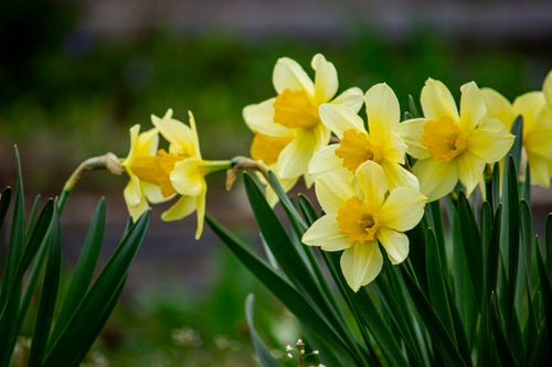 Free A cluster of bright yellow daffodils in a lush spring garden, embodying the essence of renewal and growth. Stock Photo