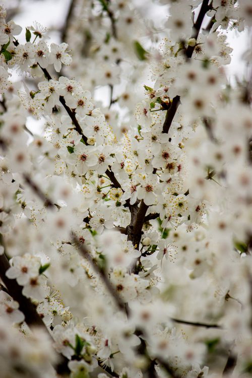 Free A close-up view of cherry blossoms flourishing in spring, capturing the beauty of nature. Stock Photo