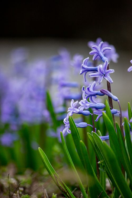 Free A vibrant cluster of purple hyacinth flowers blooming in a spring garden. Stock Photo