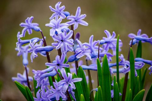 Free Close-up of vibrant purple hyacinth flowers in full bloom, showcasing their intricate details. Stock Photo