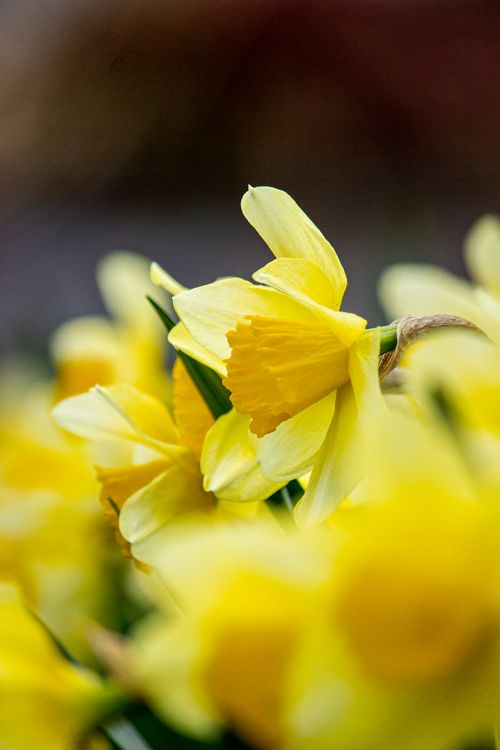 Free Captivating shot of yellow daffodils showcasing natural beauty during springtime. Stock Photo