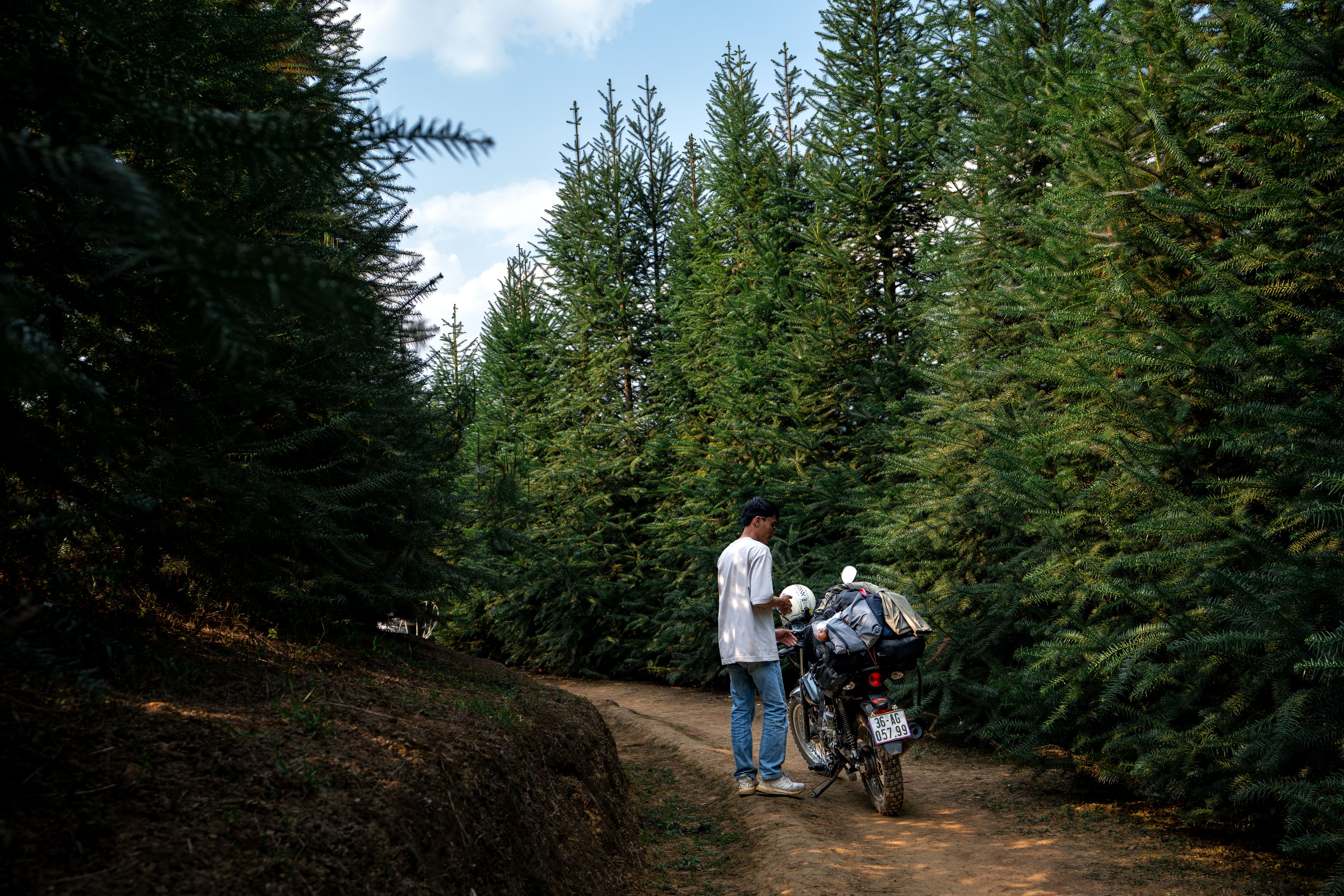 A motorcyclist pauses on a dirt trail surrounded by tall pine trees, capturing a sense of adventure.