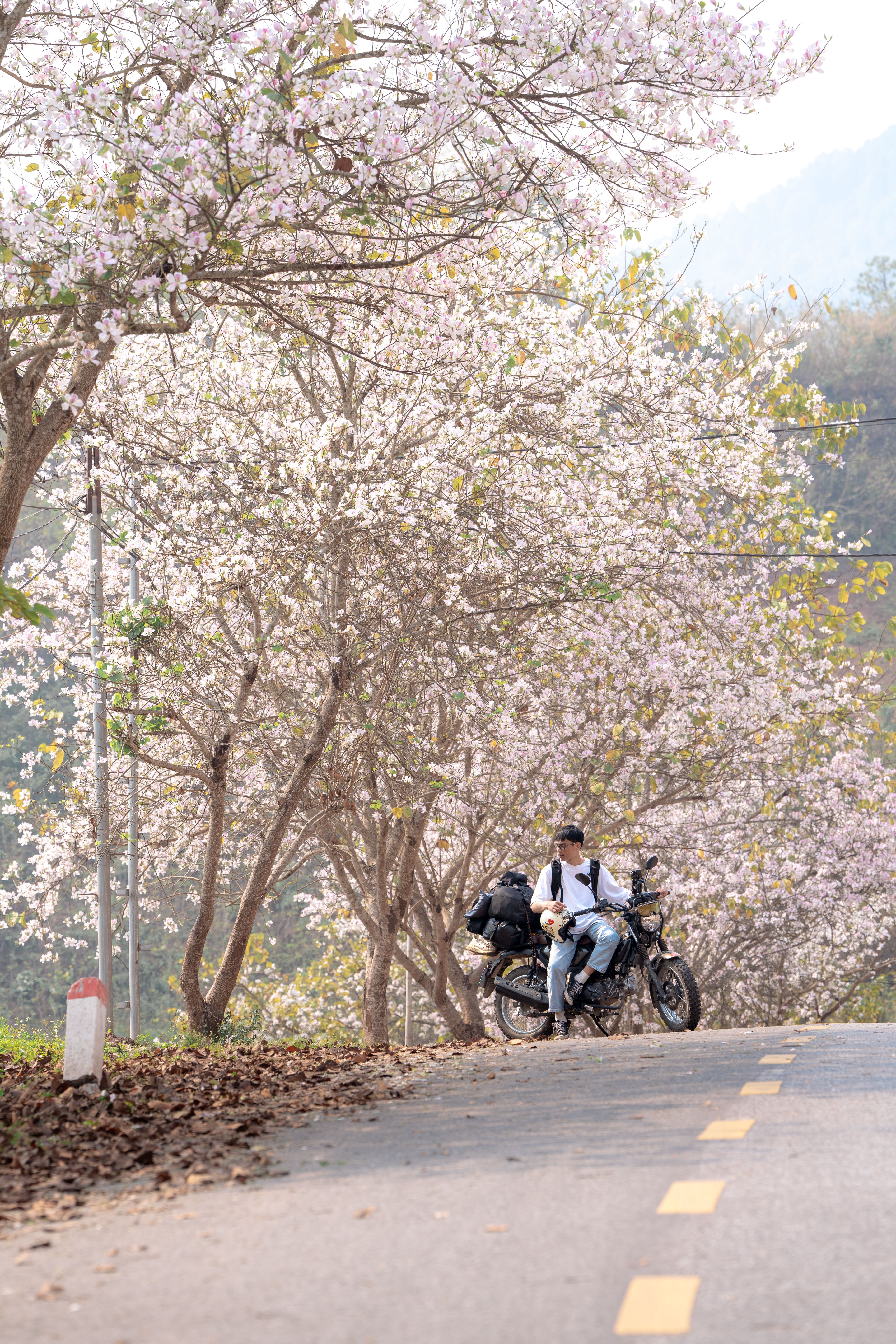 Biker on a Scenic Spring Road with Cherry Blossoms · Free Stock Photo