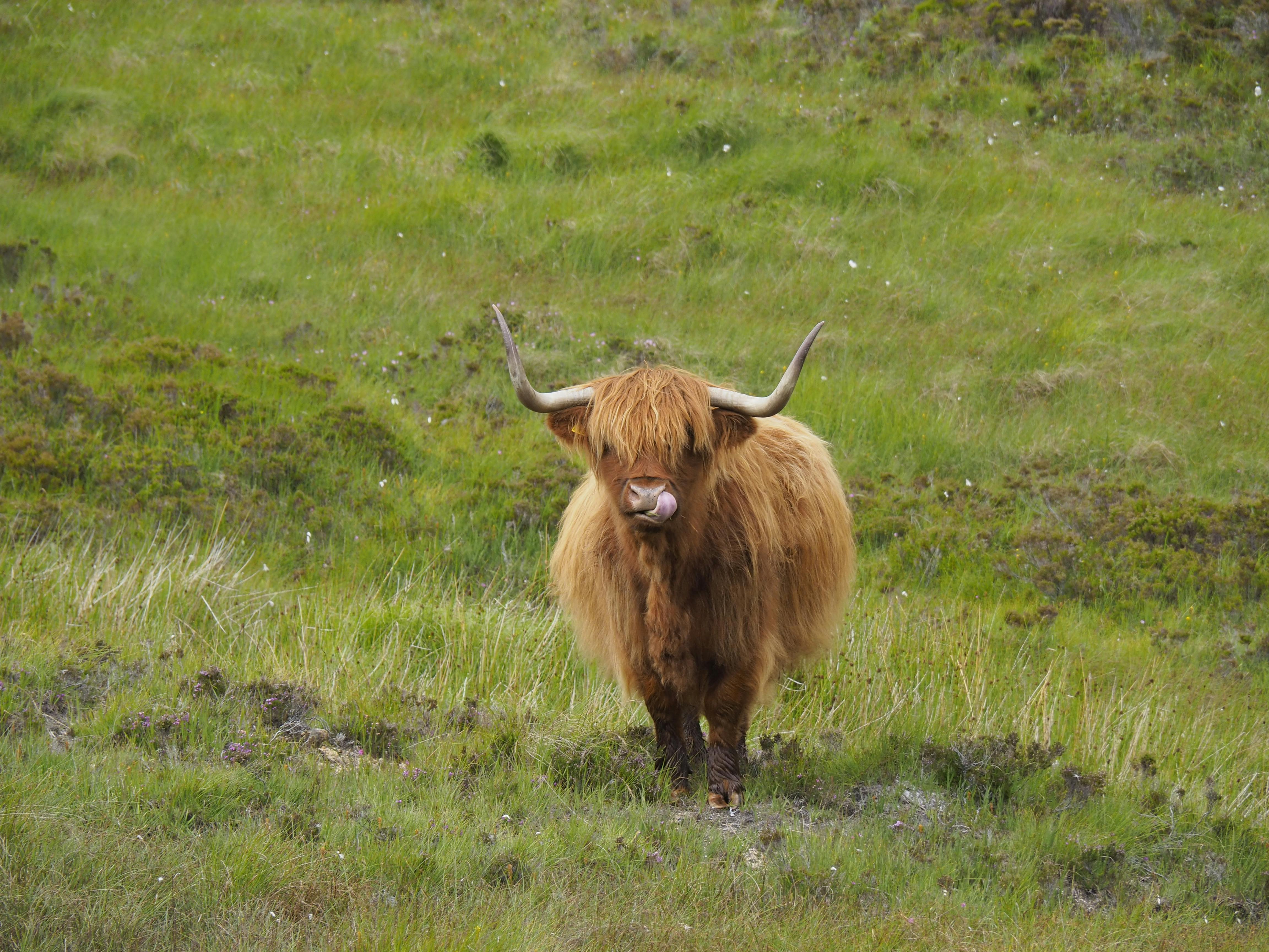 Gratuit Vache des Highlands dans un champ vert vibrant en Écosse, mettant en valeur la beauté naturelle et la vie rurale. Photos