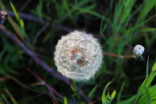 Free Detailed shot of a dandelion seed head surrounded by green grass in an outdoor setting. Stock Photo