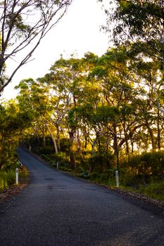 A tranquil road meanders through a sunlit forest, perfect for nature enthusiasts.