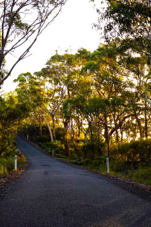 Free A tranquil road meanders through a sunlit forest, perfect for nature enthusiasts. Stock Photo