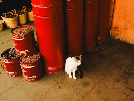 A cat sits beside red barrels filled with spices in a vibrant marketplace setting.
