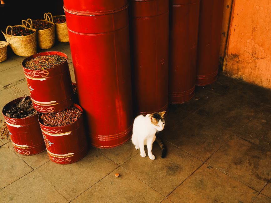 A cat sits beside red barrels filled with spices in a vibrant marketplace setting.