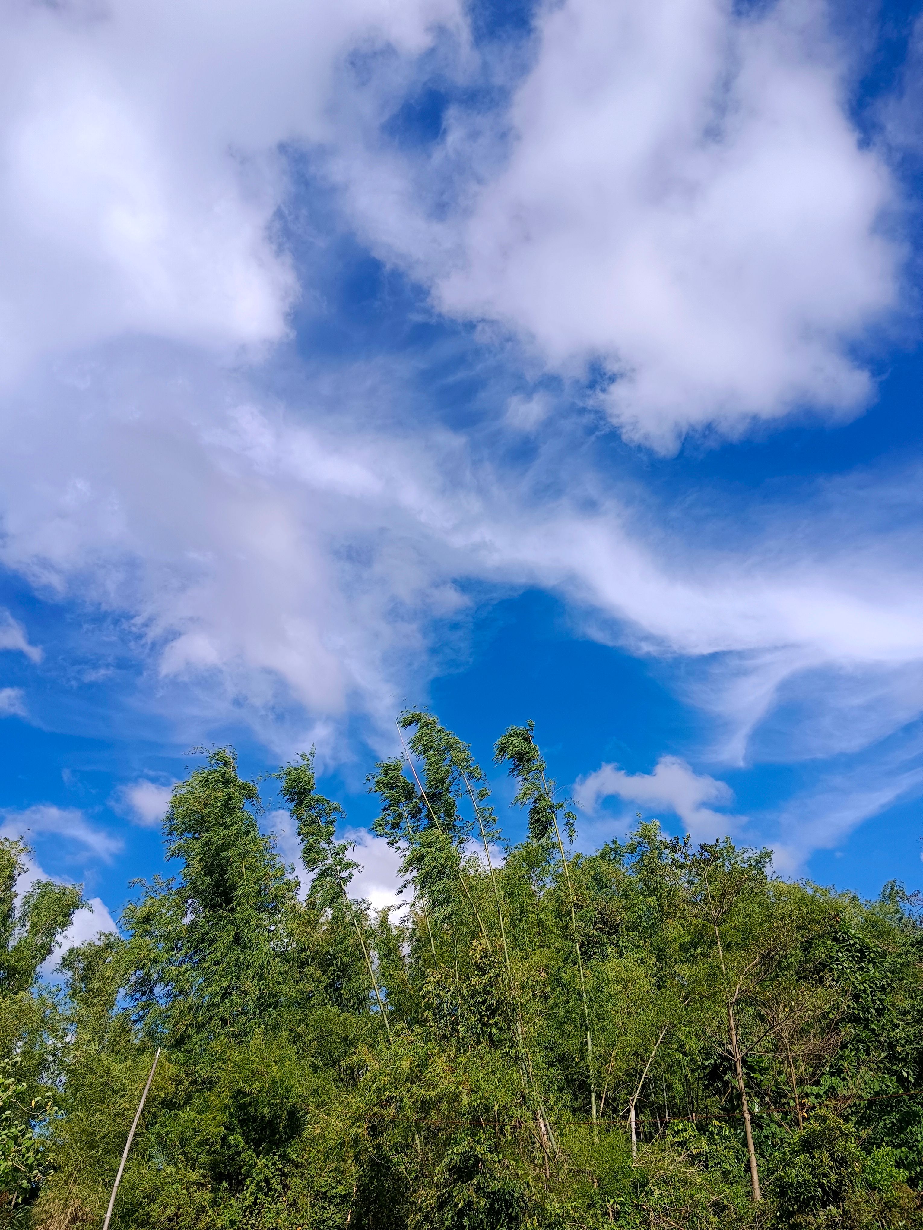 Langit Biru Cerah Dan Pemandangan Hutan Bambu · Foto Stok Gratis