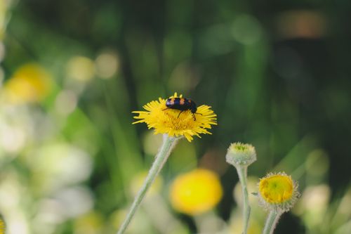 Free A vibrant close-up shot of a bee pollinating a yellow flower in Istanbul's lush greenery. Stock Photo