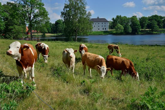 Cattle grazing on a lush meadow by a picturesque lake near a historical stone building.