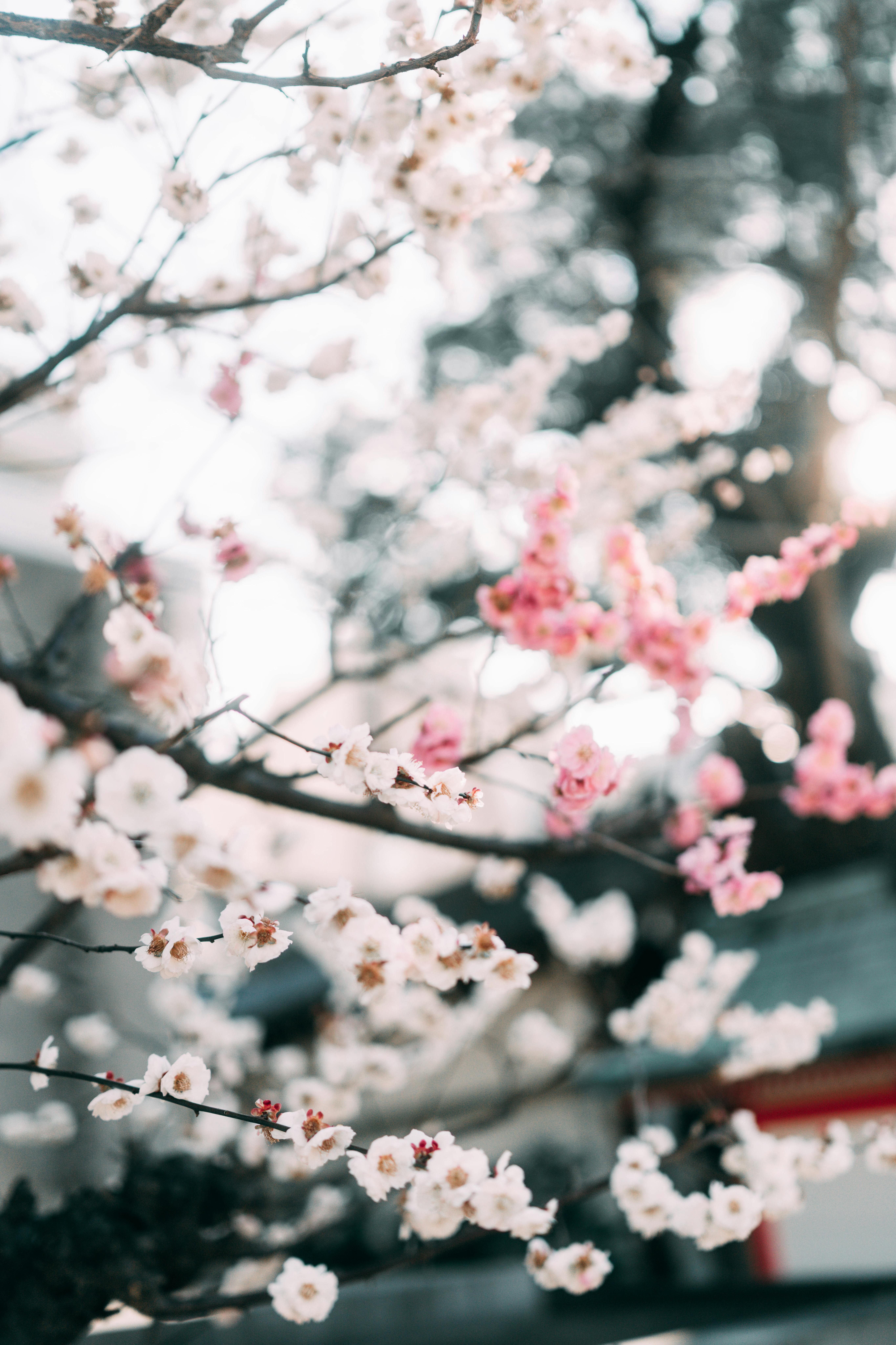 Springtime Cherry Blossoms in Kyoto, Japan · Free Stock Photo