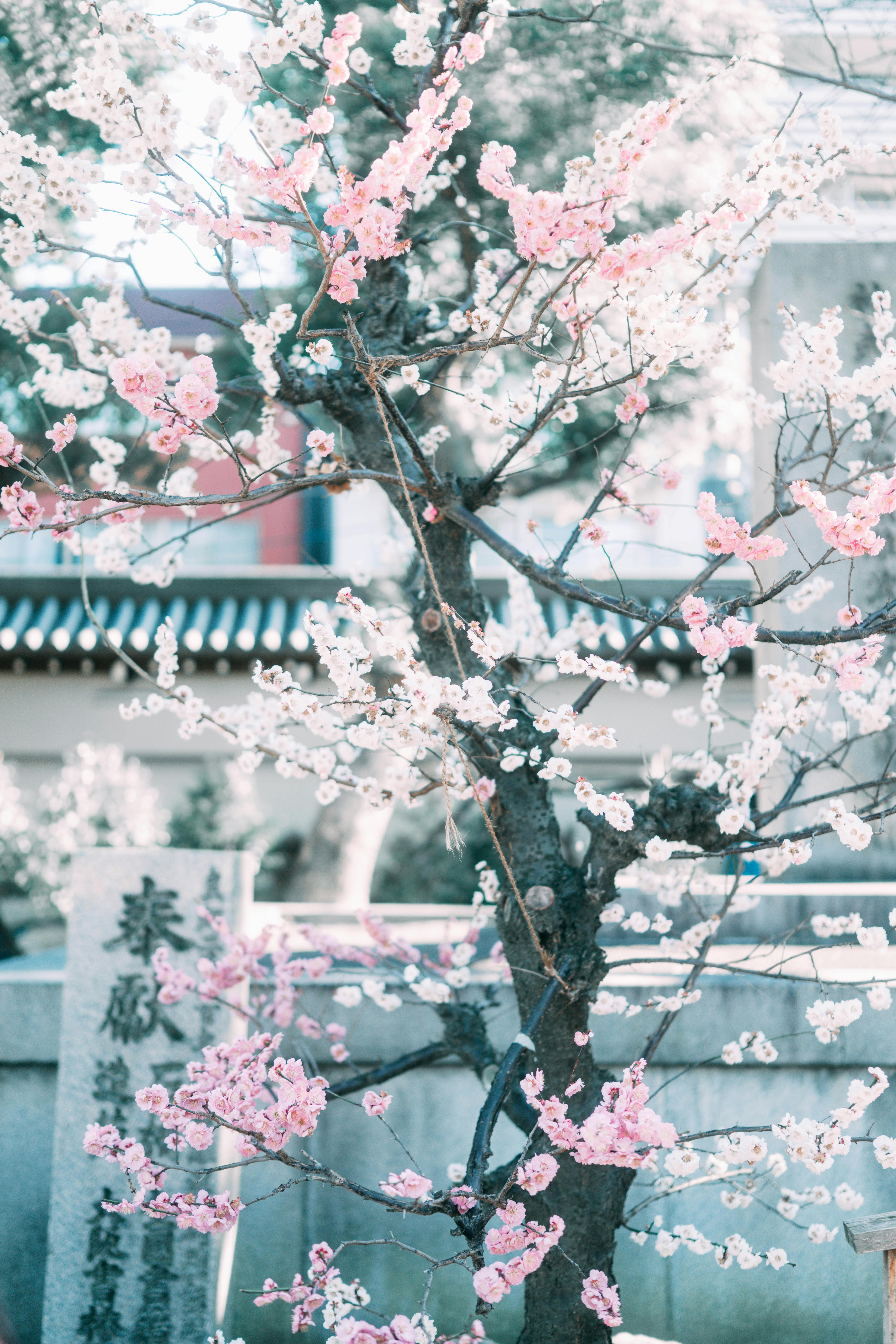 芸術写真 FLOWERS and TREES 芸術写真 FLOWERS and TREES 芸術写真 FLOWERS and TREES a-road-lined