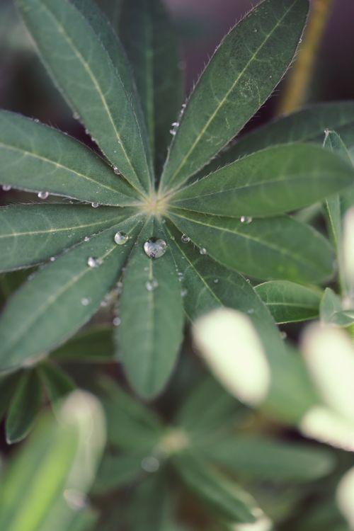 Free Macro shot of green lupine leaves adorned with glistening dew drops, capturing a fresh spring morning. Stock Photo