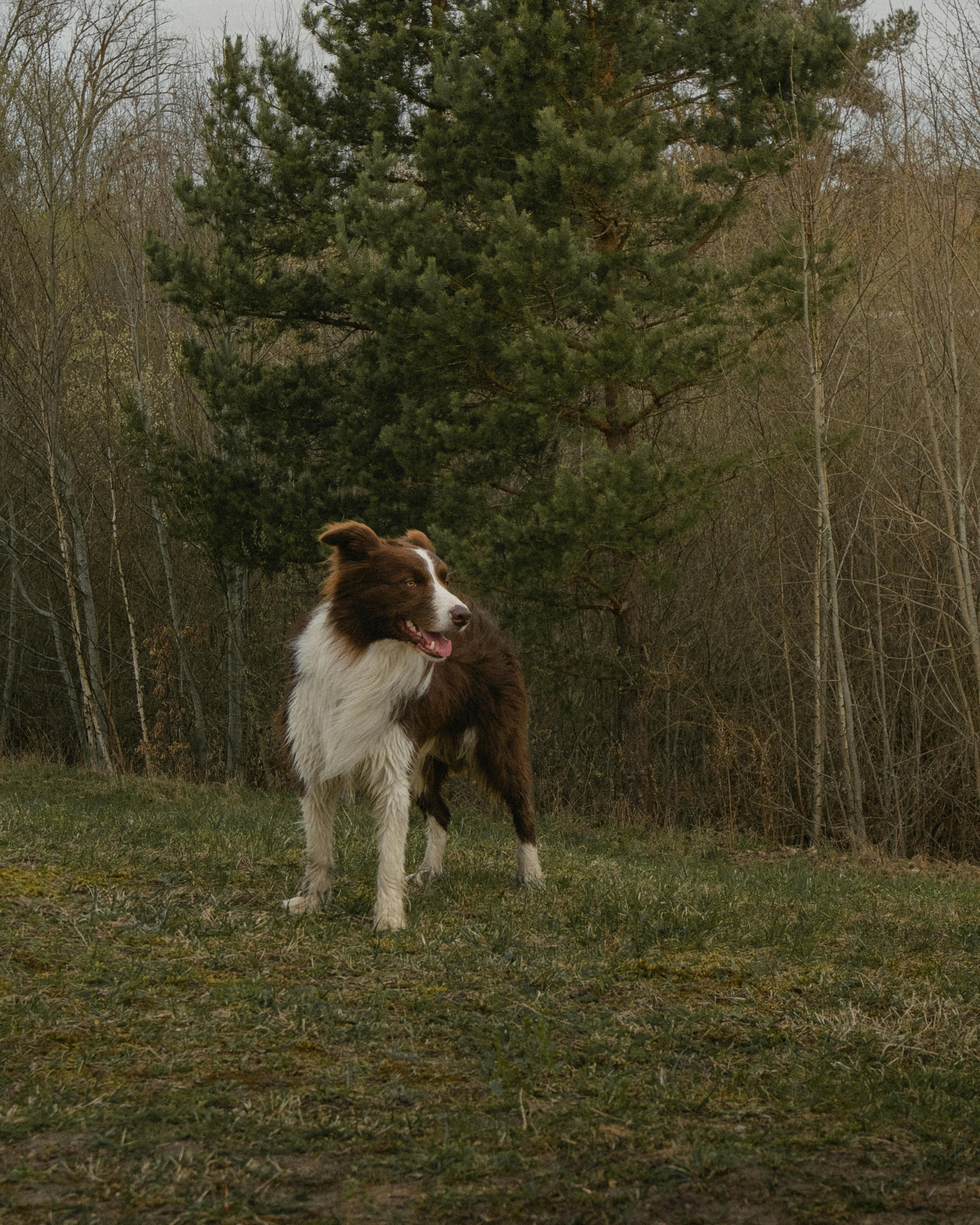 A lively border collie standing on grass with trees in the background, captured during daylight.