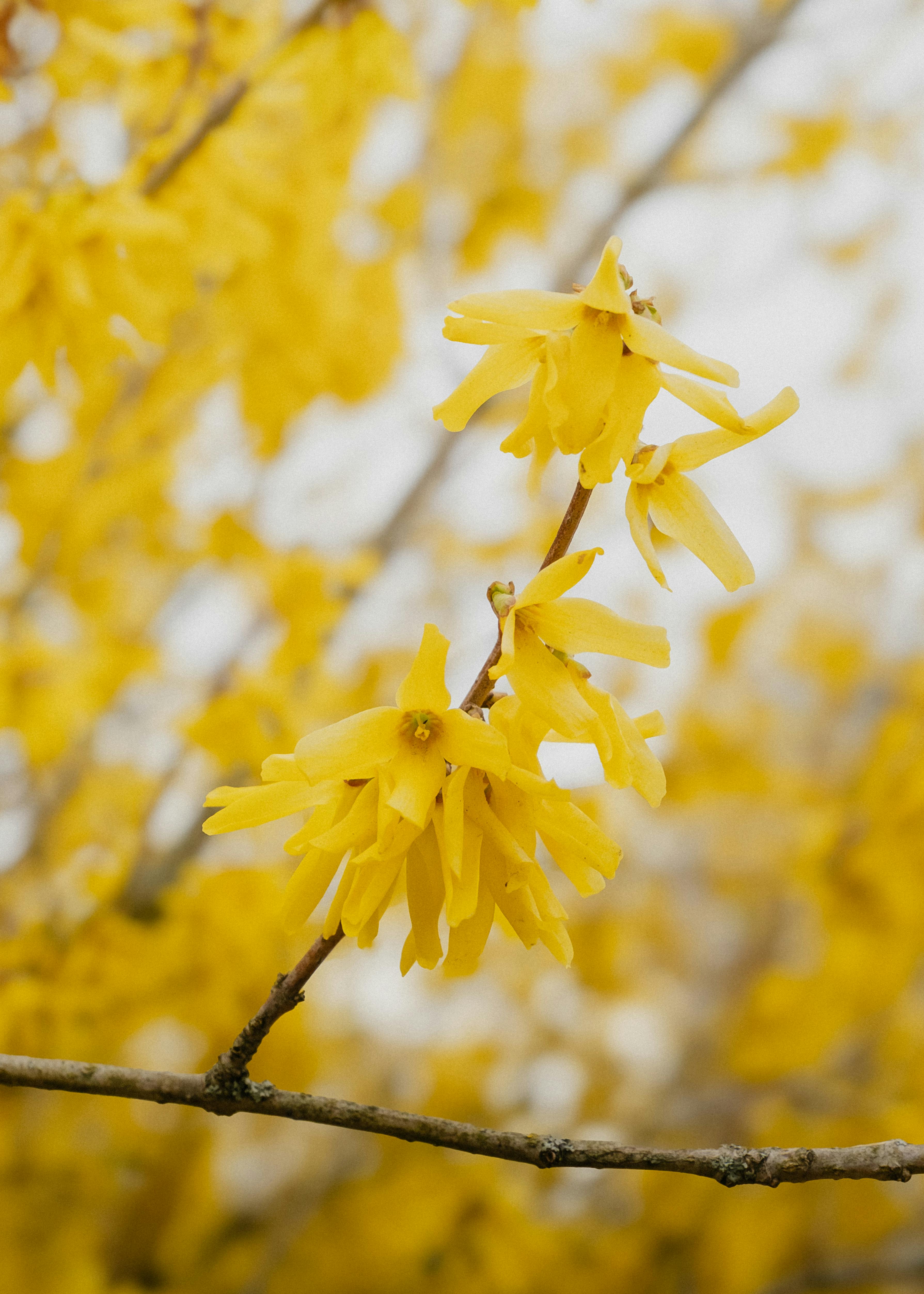 Forsythia x intermedia